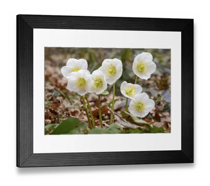 Framed Print : Black hellebore (Helleborus niger)