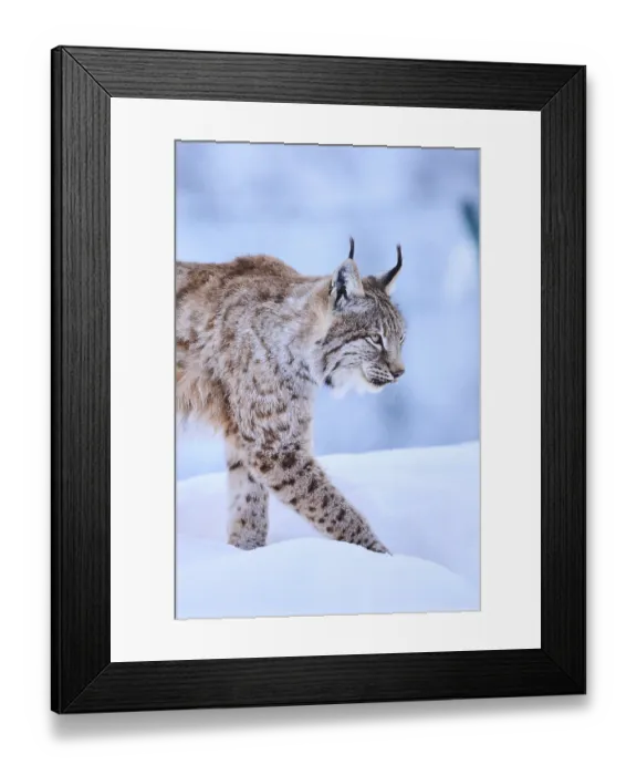 Framed Print : Eurasian lynx (Lynx lynx) walking in the snow Framed Print : Eurasian lynx (Lynx lynx) walking in the snow