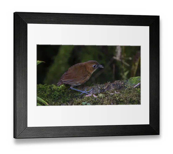 Framed Print : Yellow-breasted antpitta (Grallaria flavotincta)