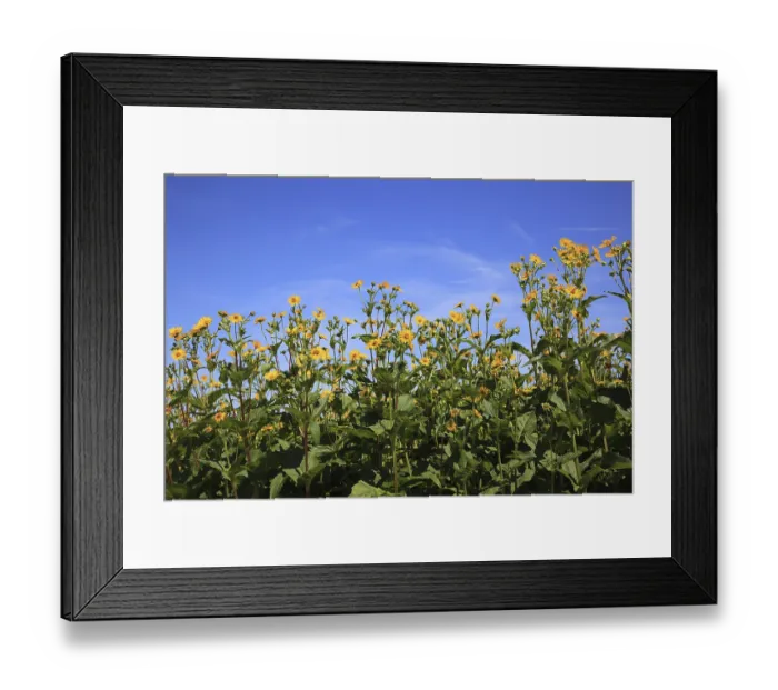 Framed Print : Cup plant, Grown silphia, Silphium perfoliatum Framed Print : Cup plant, Grown silphia, Silphium perfoliatum