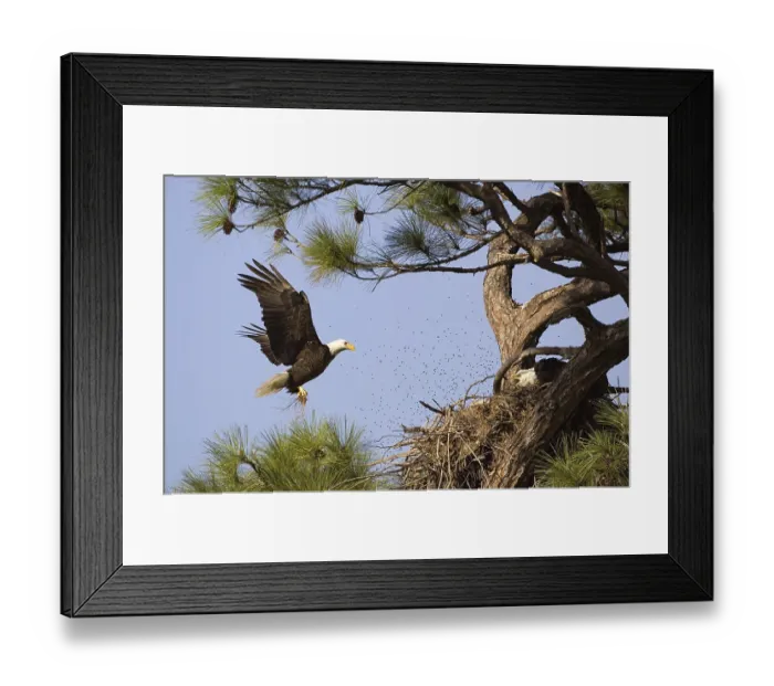 Framed Print : Bald Eagle (Haliaeetus leucocephalus) Framed Print : Bald Eagle (Haliaeetus leucocephalus)