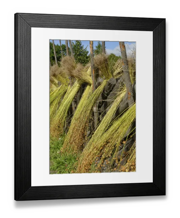 Framed Print : Flax sheaves are dried, flax processing