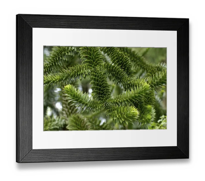 Framed Print : Twigs of an Araucaria Araucaria araucana Framed Print : Twigs of an Araucaria Araucaria araucana