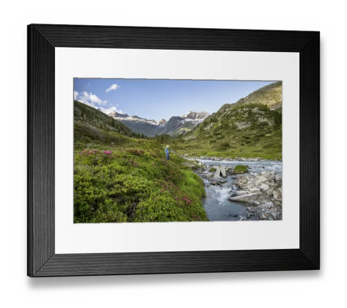 Framed Print : Photographer between alpine roses at the mountain stream Zemmbach