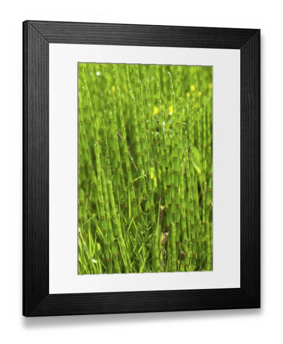 Framed Print : Field Horsetail (Equisetum arvense)