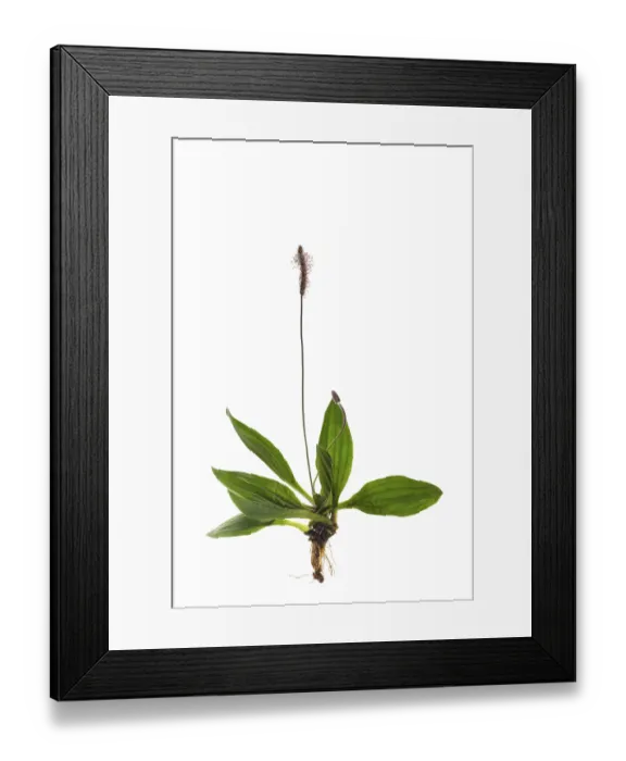 Framed Print : Hoary Plantain (Plantago media) on white background
