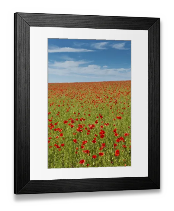 Framed Print : Field with corn poppies (Papaver rhoeas)