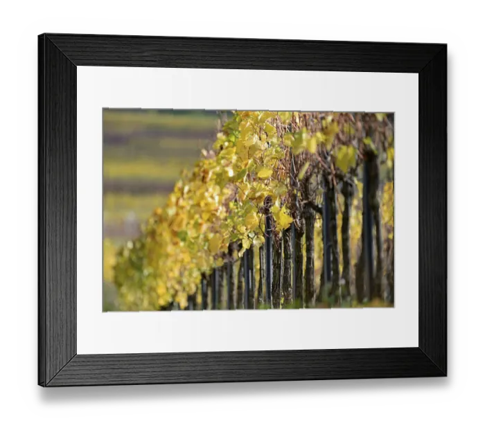 Framed Print : Vines, vines with autumn leaves