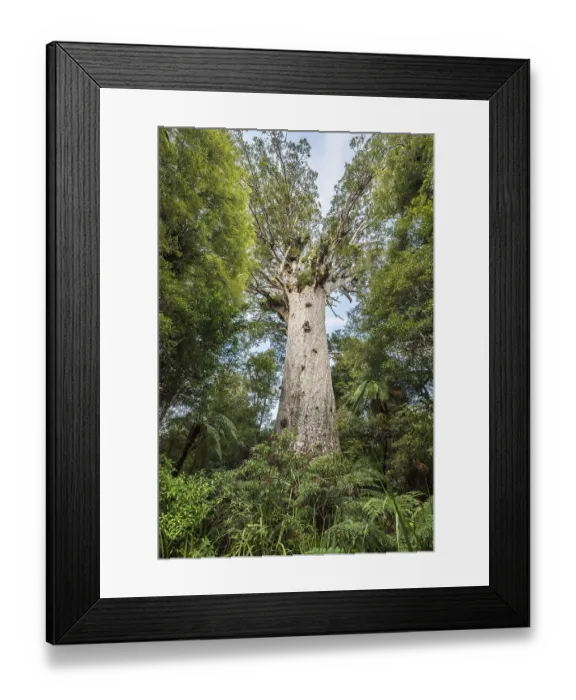 Framed Print : Tane Mahuta, Lord of the Forest