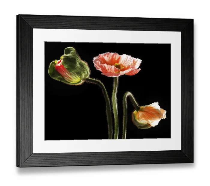 Framed Print : Iceland Poppy (Papaver nudicaule) Framed Print : Iceland Poppy (Papaver nudicaule)