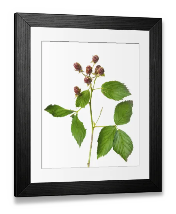 Framed Print : Blackberry (Rubus sect. Rubus) blackberry Framed Print : Blackberry (Rubus sect. Rubus) blackberry