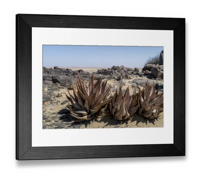 Framed Print : Aloe (Aloe hereroensis), Namib Naukluft National Park
