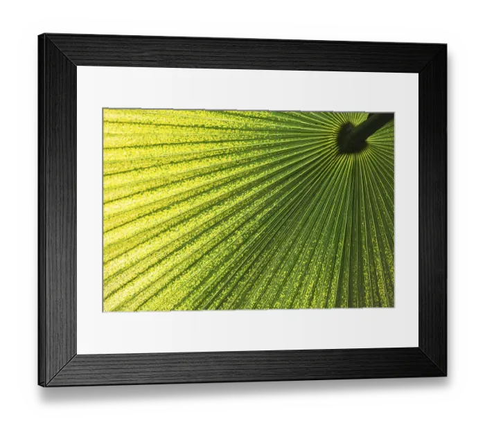 Framed Print : Chinese Windmill Palm (Trachycarpus fortunei)