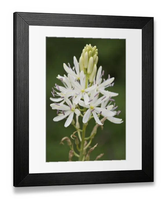Framed Print : Grass lily (Anthericum liliago) Framed Print : Grass lily (Anthericum liliago)