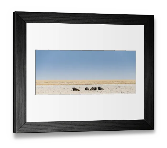 Framed Print : Blue Wildebeest (Connochaetes taurinus) lying in the midday heat Framed Print : Blue Wildebeest (Connochaetes taurinus) lying in the midday heat