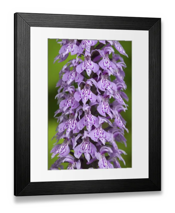 Framed Print : Common Spotted Orchid (Dactylorhiza fuchsii) Framed Print : Common Spotted Orchid (Dactylorhiza fuchsii)