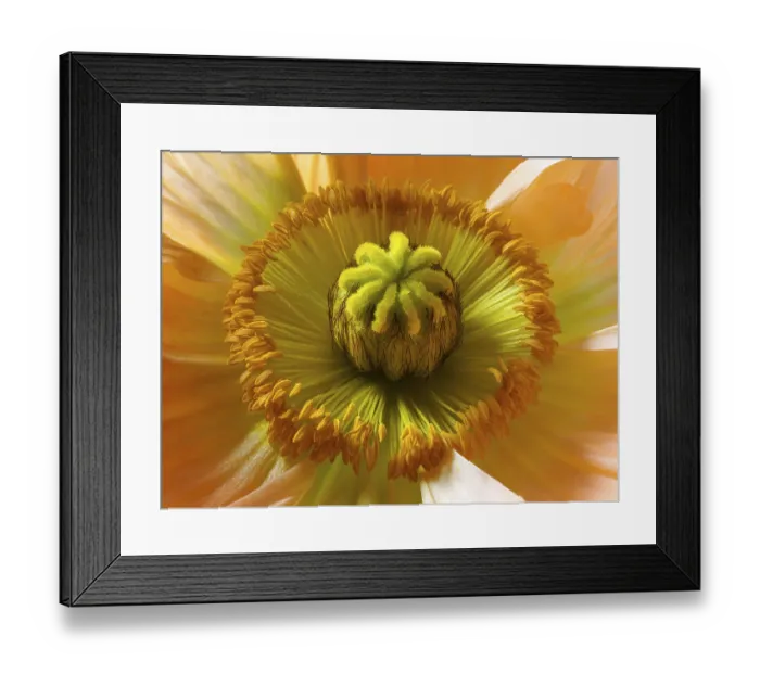 Framed Print : Iceland Poppy (Papaver nudicaule)