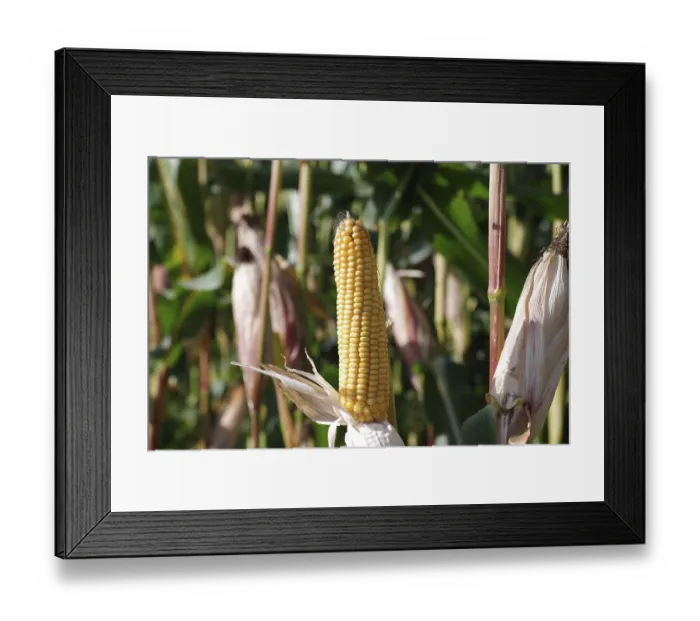 Framed Print : Corn (Zea mays), Cereals, Agriculture