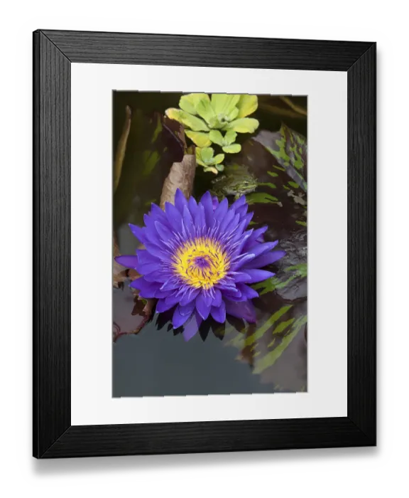 Framed Print : Flower of a Cape Blue Water Lily (Nymphaea capensis)