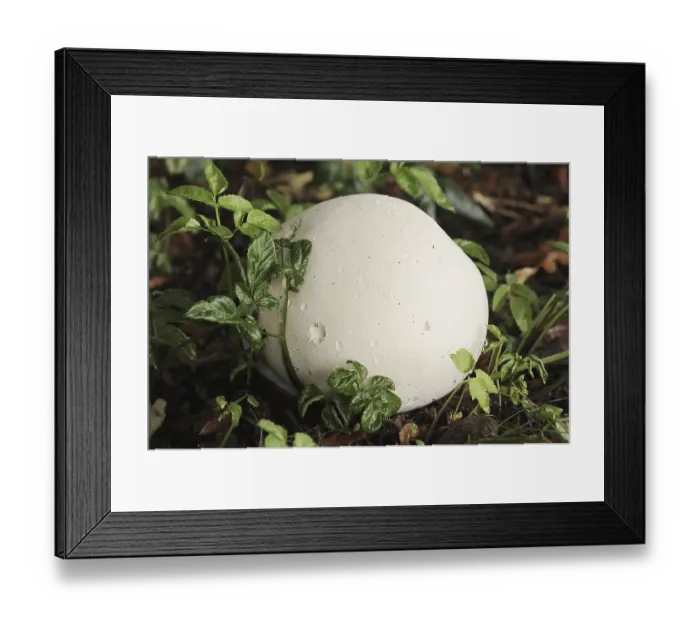 Framed Print : Giant puffball (Langermannia gigantea) Framed Print : Giant puffball (Langermannia gigantea)