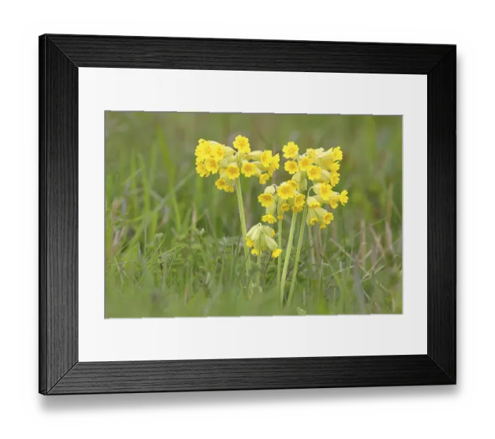 Framed Print : Meadow common cowslip (Primula veris)