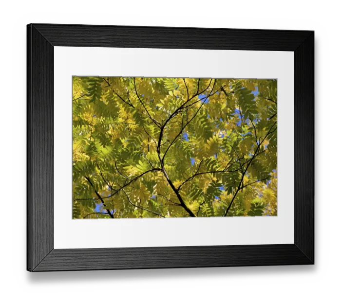 Framed Print : Caucasian wingnut (Pterocarya fraxinifolia)