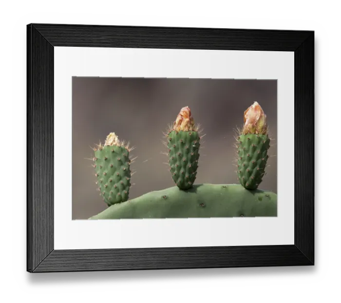 Framed Print : Prickly pear cactus (Opuntia ficus-indica)