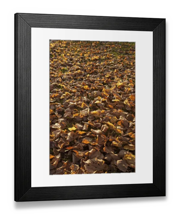 Framed Print : Fallen autumnal leaves of a Large-leaved Lime (Tilia platyphyllos)
