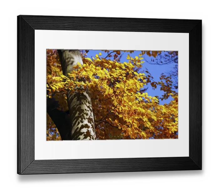 Framed Print : Common beech, european beech (Fagus sylvatica) in a beech grove Framed Print : Common beech, european beech (Fagus sylvatica) in a beech grove