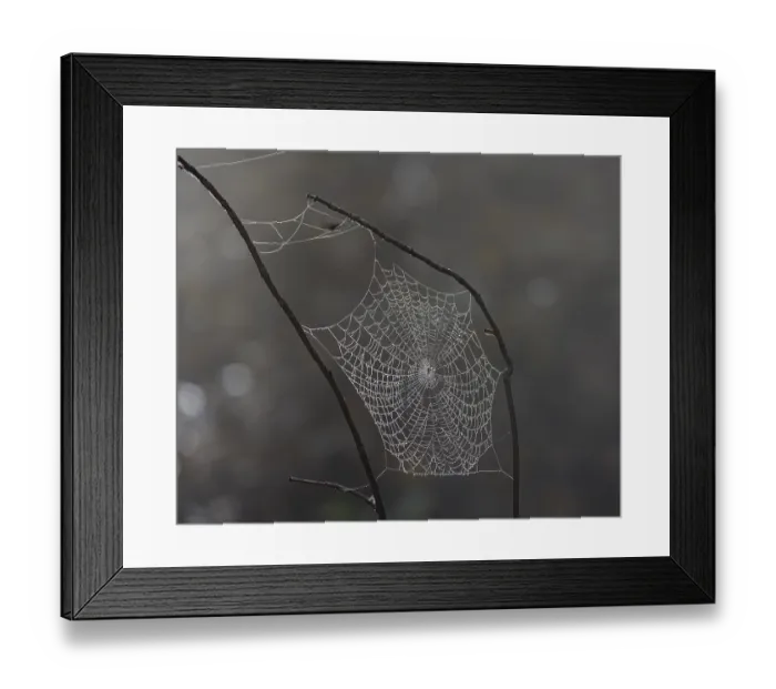 Framed Print : Spider webs wetted by dew, Araburg