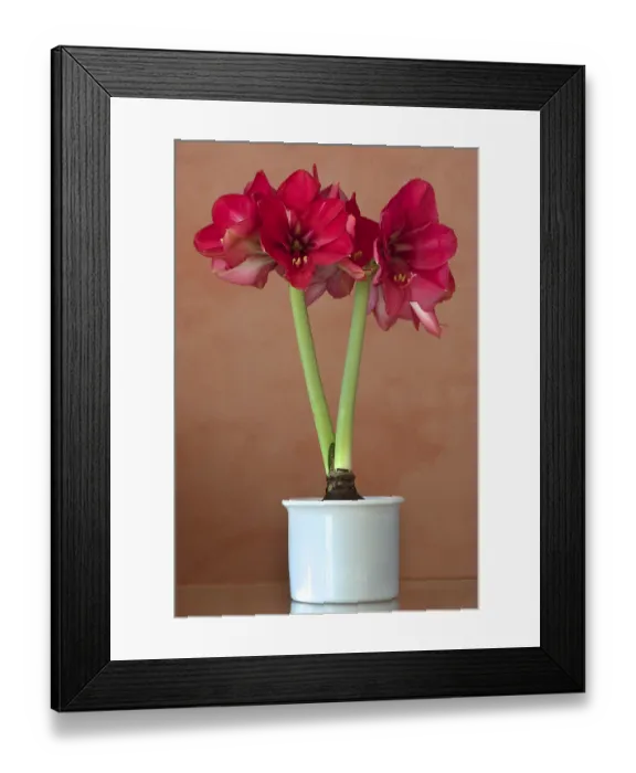 Framed Print : Flowering Amaryllis (Amaryllis) in a flowerpot Framed Print : Flowering Amaryllis (Amaryllis) in a flowerpot
