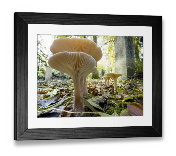 Framed Print : Common Funnel (Infundibulicybe gibba)