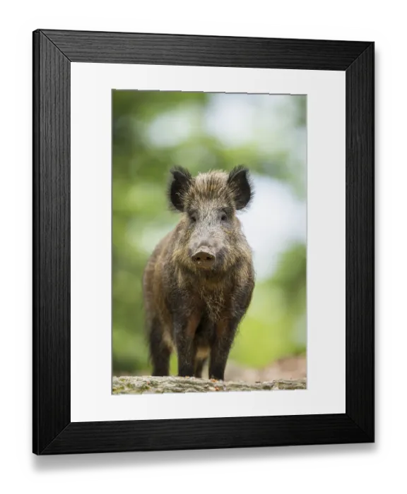 Framed Print : Wild boar (Sus scrofa) standing in a forest