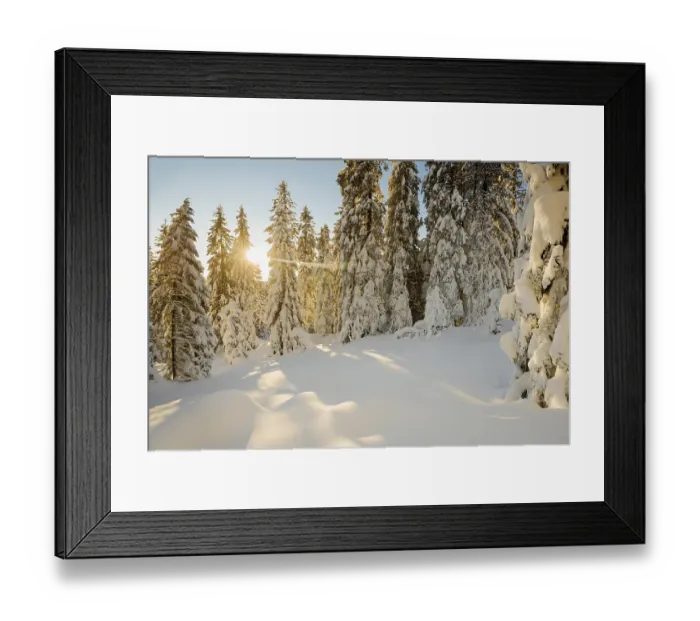 Framed Print : Snow-covered spruces (Picea), sunrise Framed Print : Snow-covered spruces (Picea), sunrise