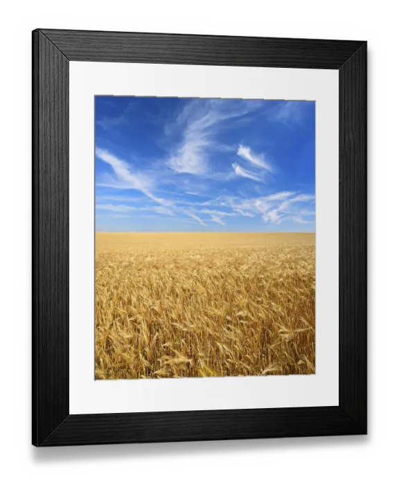 Framed Print : Endless field of barley under blue sky with veil clouds Framed Print : Endless field of barley under blue sky with veil clouds