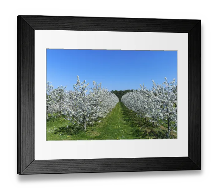 Framed Print : Blossoming cherry trees (Prunus avium) on a plantation