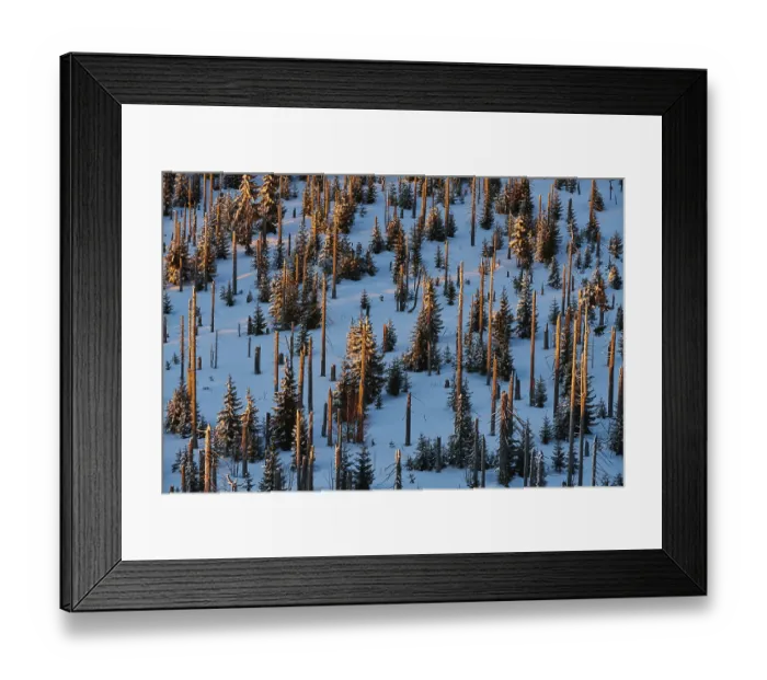 Framed Print : Dead tree trunks and spruce (Picea abies) trees in winter Framed Print : Dead tree trunks and spruce (Picea abies) trees in winter
