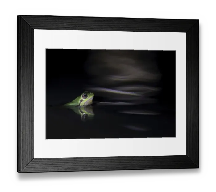 Framed Print : Sardinian tree frog (Hyla sarda)