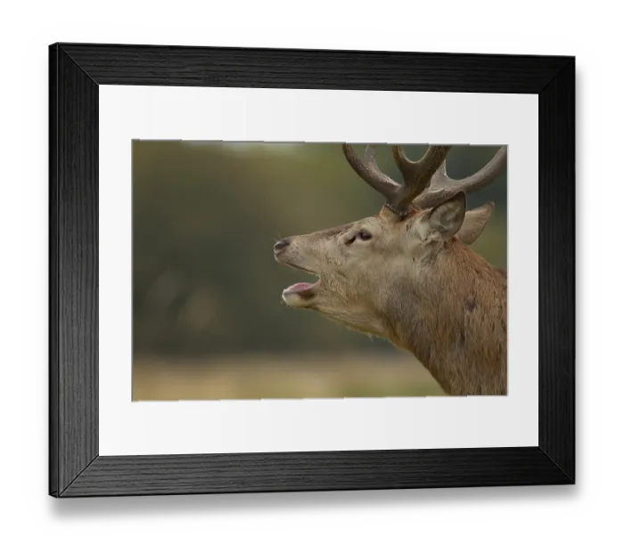 Framed Print : Red deer (Cervus elaphus) adult male stag animal roaring during the rutting season in autumn