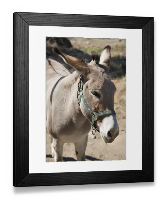 Framed Print : Donkey (Equus africanus asinus), Corsica, France