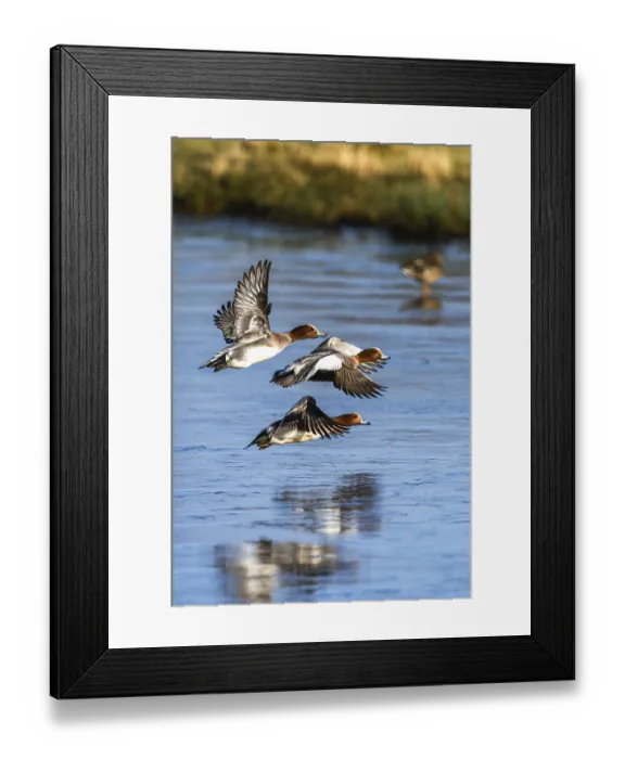 Framed Print : Eurasian Wigeon, (Mareca penelope) birds in flight over frozen water on marshes