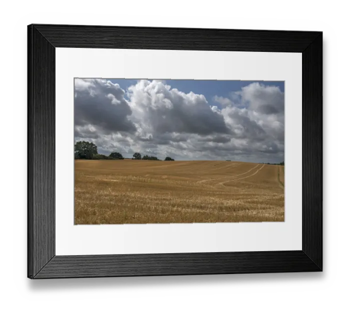 Framed Print : Harvested barleys (Hordeum vulgare)