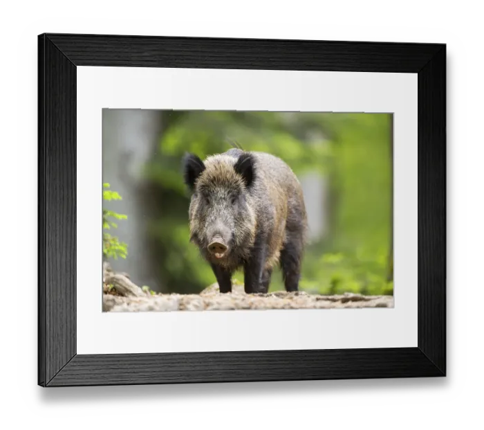 Framed Print : Wild boar (Sus scrofa) standing in a forest Framed Print : Wild boar (Sus scrofa) standing in a forest