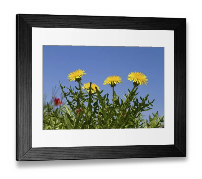 Framed Print : Blossoming Dandelion (Taraxacum officinale)