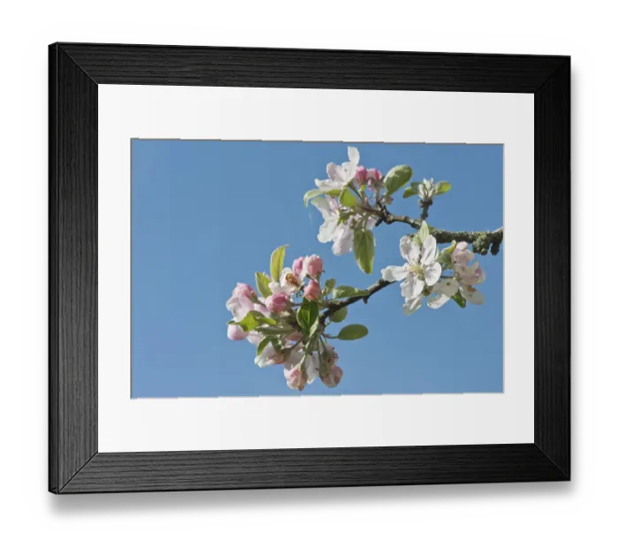 Framed Print : Apple tree (Malus domestica), Emsland