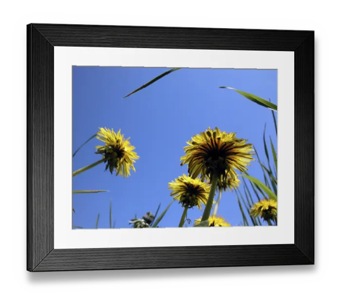 Framed Print : Buttercups from the bottom up