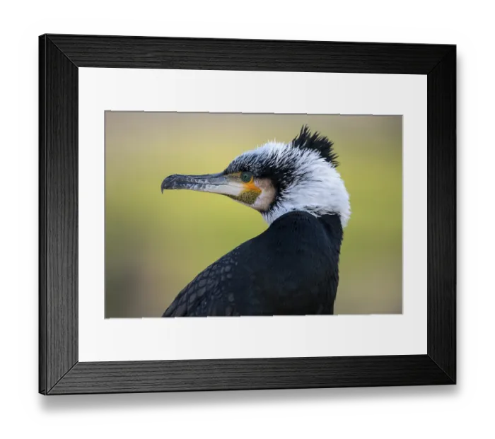 Framed Print : Great cormorant (Phalacrocorax carbo) in winter dress Framed Print : Great cormorant (Phalacrocorax carbo) in winter dress
