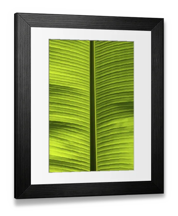 Framed Print : Banana leaf (Musaceae), France