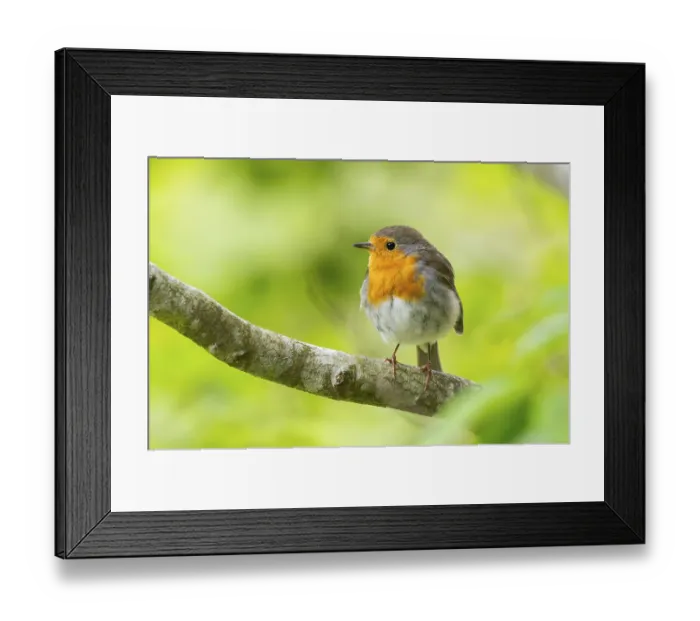 Framed Print : European robin (Erithacus rubecula) sitting on a branch