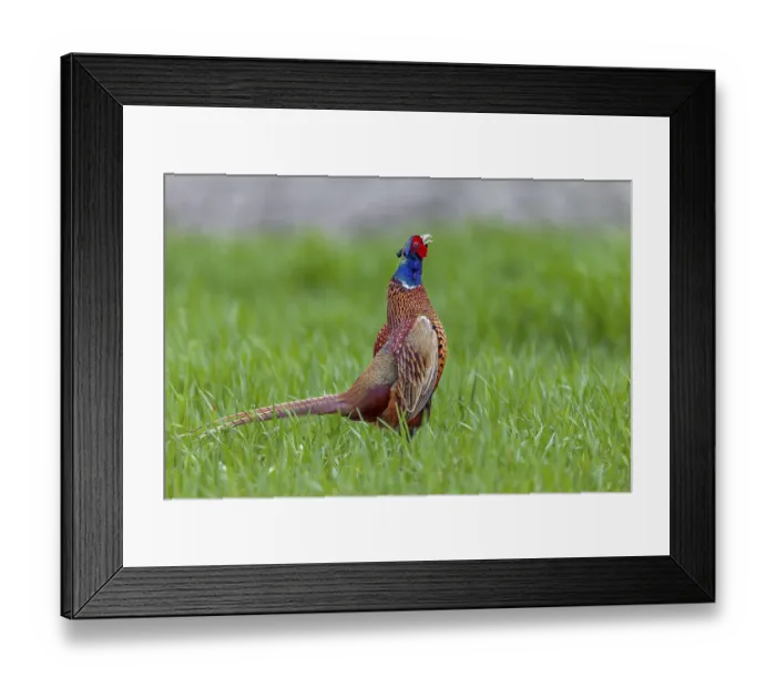 Framed Print : In April, the mating season of pheasants (Phasianus colchicus)